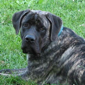 American Mastiffs at 6 months old