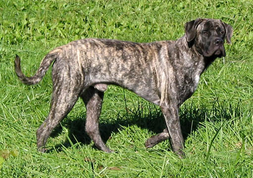 mastiff dog brindle