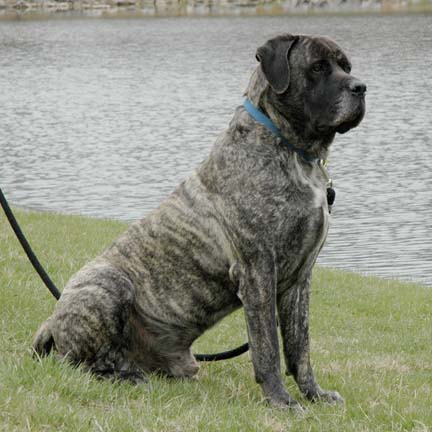 north american mastiff merle