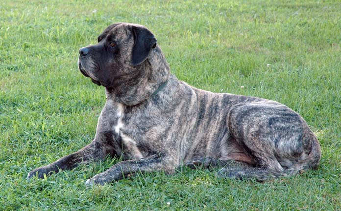 what is a reverse brindle mastiff