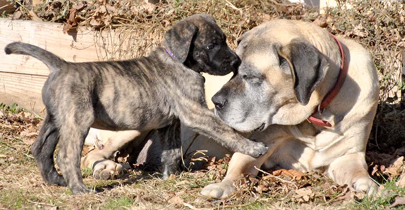 Willow at 12.5 years old and Elsa at 7 weeks old