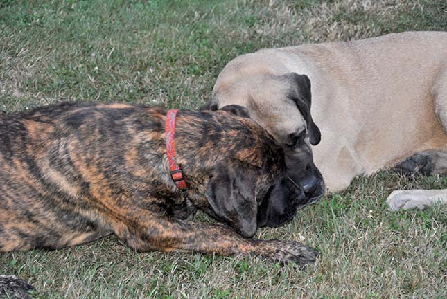 Gabby at 4.5 months old; Bailey at 6.5 years old