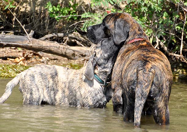 5.5 months old with Keuka at 3 months old