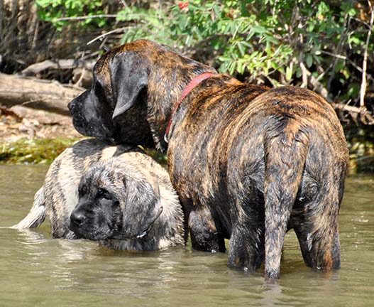 5.5 months old with Keuka at 3 months old