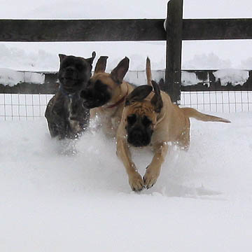 Diesel, Willow, and Tessa playing in the snow