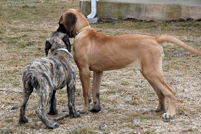 Phoenix at 4 months old; Paxton at 2 months old