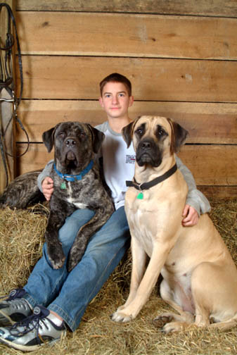 http://www.deepwoodmastiffs.com/Images/Portrait-061-Home.jpg