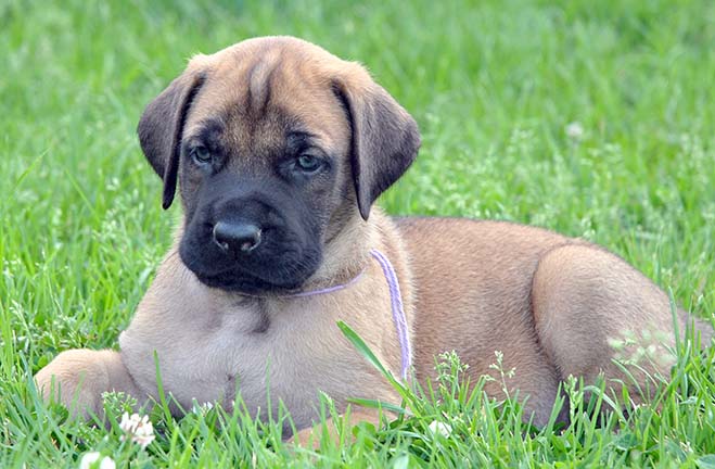 american mastiff puppies deepwood acres american mastiffs our puppies american mastiff puppies deepwood acres american mastiffs our puppies