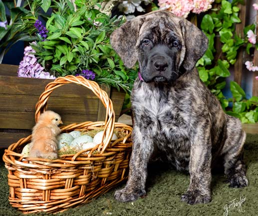 Deepwood acres american sales mastiffs
