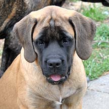 Shelby - Fawn Female American Mastiff