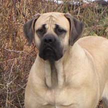 Shelby - Fawn Female American Mastiff