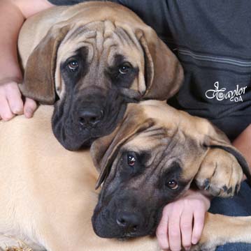 6 months old, pictured with Willow (in the front), also 6 months old