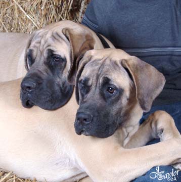 6 months old, pictured with Willow (in the front), also 6 months old