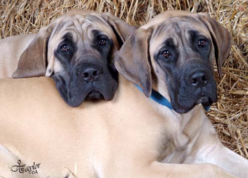 6 months old, pictured with Willow (in the front), also 6 months old