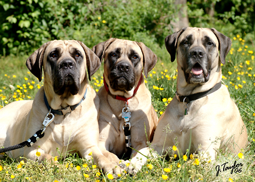 Our beautiful American Mastiff girls - Tessa, Willow, Duchess