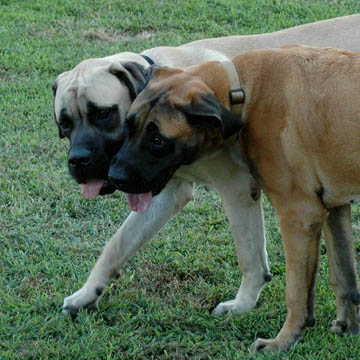 American Mastiffs at 9 and 10 months old