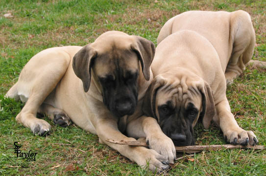 Tessa (right) with her sister 
Willow (left) pictured at 5 months old